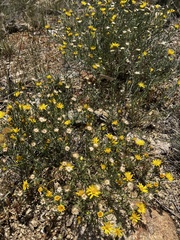 Xanthisma spinulosum