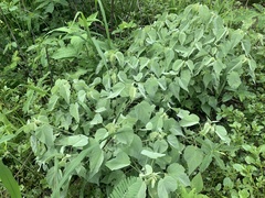Abutilon trisulcatum