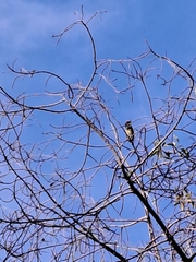 Psilopogon haemacephalus