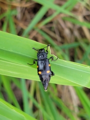 Nicrophorus defodiens