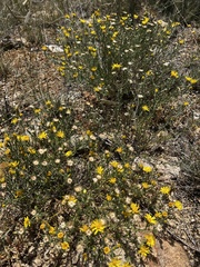 Xanthisma spinulosum