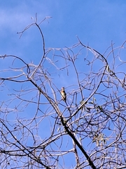 Psilopogon haemacephalus