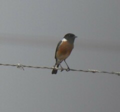 Saxicola torquatus