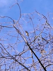 Psilopogon haemacephalus