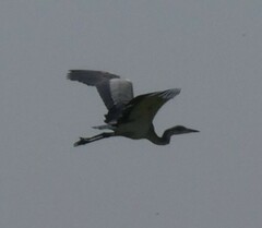 Ardea melanocephala