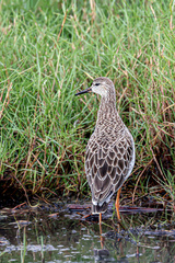 Calidris pugnax