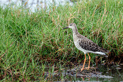 Calidris pugnax