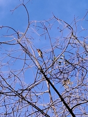 Psilopogon haemacephalus