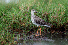 Calidris pugnax