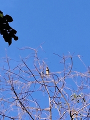 Psilopogon haemacephalus