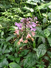 Calanthe masuca