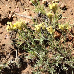 Chrysothamnus depressus