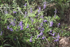 Salvia melissodora