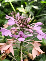 Calanthe masuca