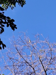 Psilopogon haemacephalus