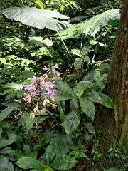 Calanthe masuca