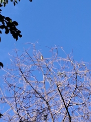 Psilopogon haemacephalus