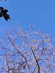 Psilopogon haemacephalus