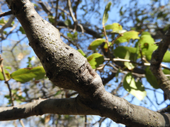 Callirhytis quercussuttoni