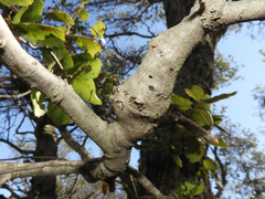 Callirhytis quercussuttoni