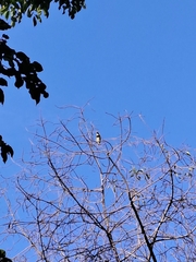 Psilopogon haemacephalus