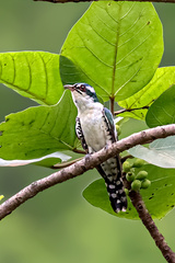 Chrysococcyx caprius