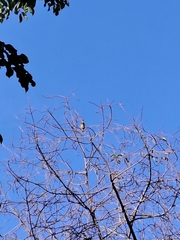 Psilopogon haemacephalus