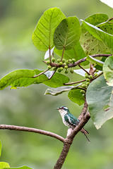 Chrysococcyx caprius