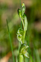 Pterostylis cycnocephala