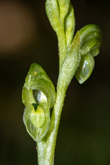 Pterostylis cycnocephala