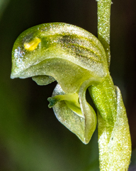 Pterostylis cycnocephala