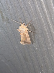 Anagrapha falcifera
