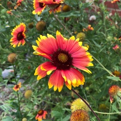 Gaillardia pulchella