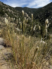Bothriochloa barbinodis