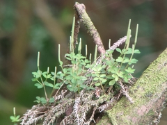 Peperomia tetraphylla