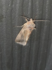 Anagrapha falcifera
