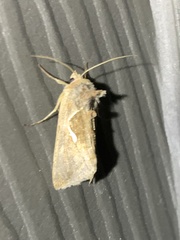 Anagrapha falcifera