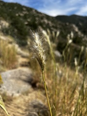 Bothriochloa barbinodis