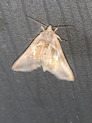 Anagrapha falcifera