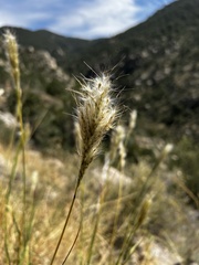 Bothriochloa barbinodis