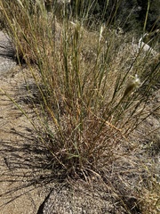 Bothriochloa barbinodis