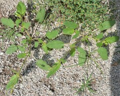 Boerhavia wrightii