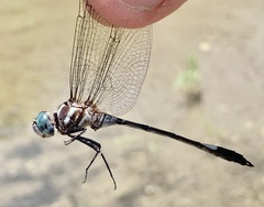 Brechmorhoga praecox