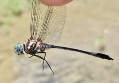Brechmorhoga praecox