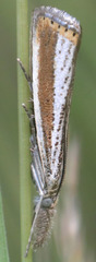 Agriphila costalipartella