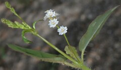Boerhavia wrightii