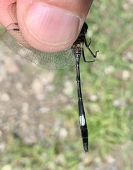 Brechmorhoga praecox