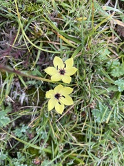Sisyrinchium conzattii