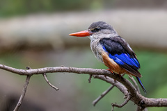 Halcyon leucocephala