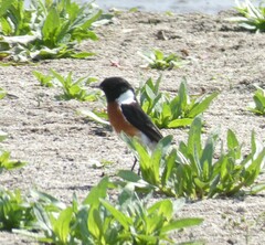 Saxicola torquatus